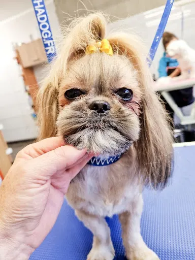 Rocky. Strzyżenie psów, pielęgnacja zwierząt